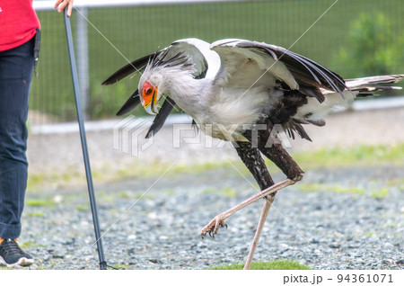 ヘビクイワシのショー 94361071