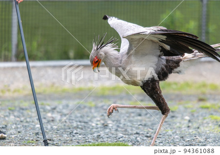 ヘビクイワシのショー ヘビクイワシのショー 94361088