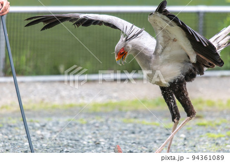 ヘビクイワシのショー 94361089