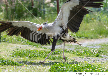 ヘビクイワシのショー 94361095