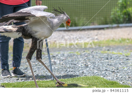 ヘビクイワシのショー 94361115