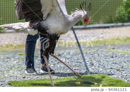 ヘビクイワシのショー 94361121