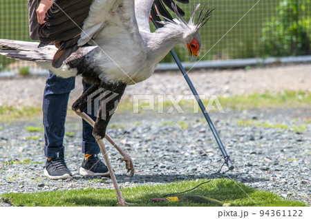 ヘビクイワシのショー 94361122