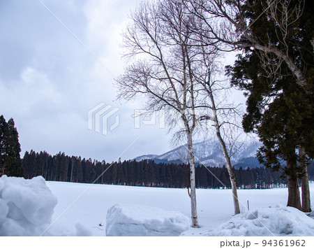 トラピスト修道院前の雪の並木道　 94361962