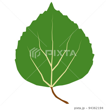 aspen leaf icon on white background. green leaf of Aspen. flat style.  94362194