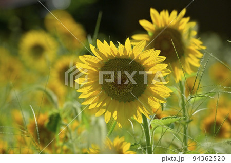 ヒマワリの花畑 94362520