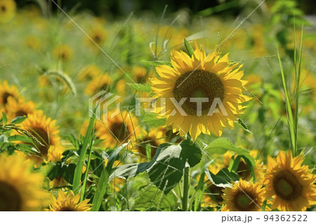ヒマワリの花畑 94362522