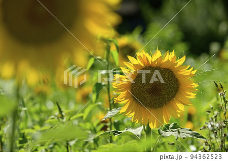 ヒマワリの花畑 94362523