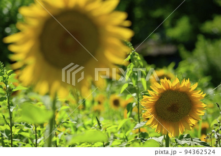 ヒマワリの花畑 94362524