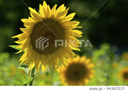 ヒマワリの花畑 94362525