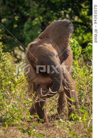 African bush elephant stands shaking dust off African bush elephant stands shaking dust off 94363070