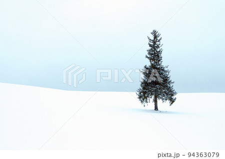 真冬の美しい北海道の雪景色 クリスマスツリーの木 真冬の美しい北海道の雪景色 クリスマスツリーの木 94363079