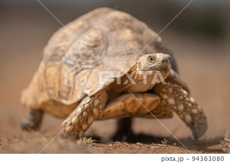 Leopard tortoise crawls over sand towards camera Leopard tortoise crawls over sand towards camera 94363080