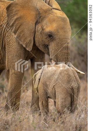Close-up of African bush elephant with calf 94363092