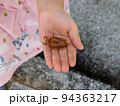 子供の手のひらに載ったセミの幼虫の抜け殻 94363217