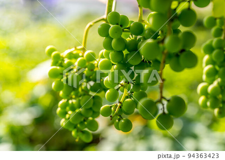 シャイニング・マスカット～朝の光～ 94363423