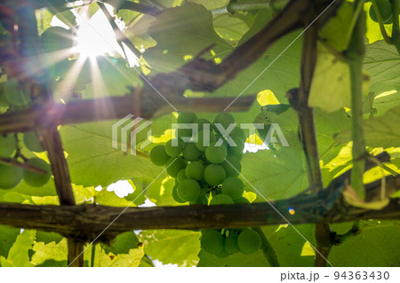 シャイニング・マスカット~朝の光~ シャイニング・マスカット~朝の光~ 94363430