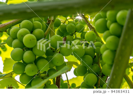 シャイニング・マスカット～朝の光～ 94363431