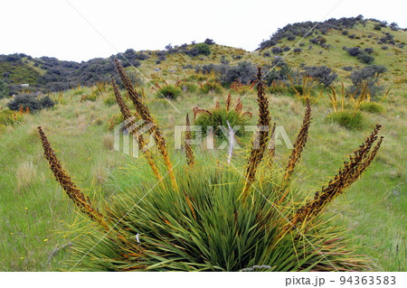 ニュージーランド_マウントクック01 94363583