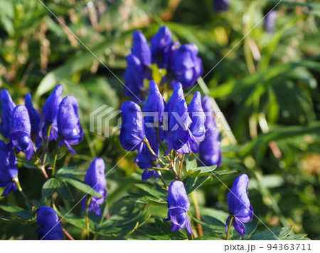青い花を咲かせる有毒植物のハクサントリカブトの拡大写真 94363711