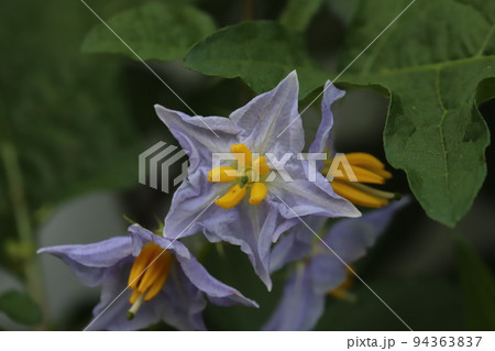 日本の秋の野原に咲くワルナスビの薄紫色の花 94363837
