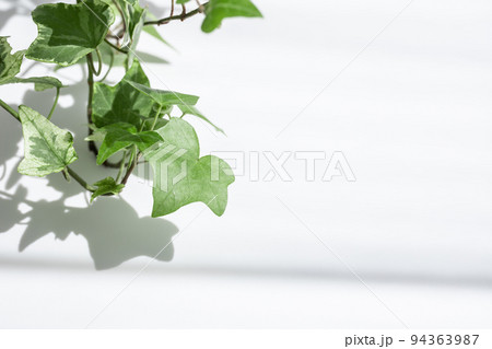 植物と影　ナチュラルな背景素材 94363987