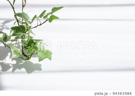 植物と影　ナチュラルな背景素材 94363988