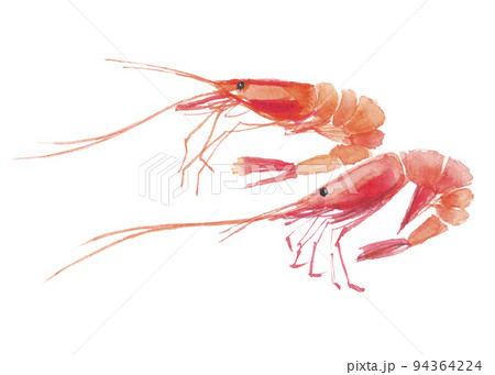 甘エビ　2匹 94364224