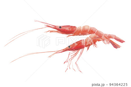 甘エビ　2匹 94364225