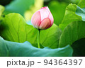 蓮 94364397