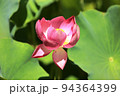 蓮 94364399