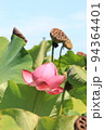 蓮 94364401