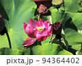 蓮 94364402