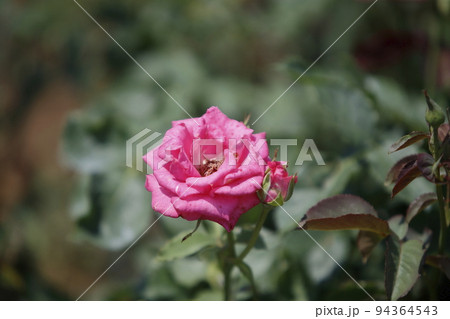 荒尾市　おもやい市民花壇　バラの花、 94364543