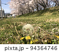 たんぽぽと桜 94364746