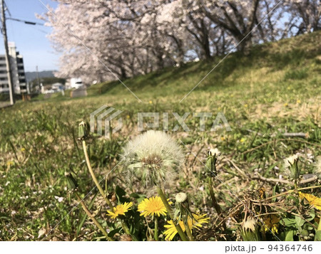 たんぽぽと桜 たんぽぽと桜 94364746