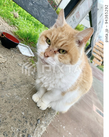 今日は少しかわいいをしているぶさかわな野良猫 94365292
