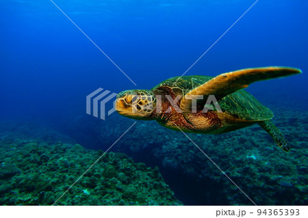 青ウミガメ 94365393