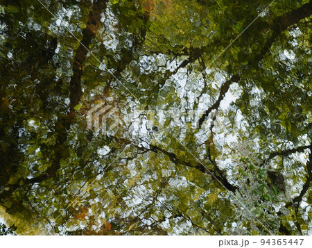 緑を映す水面 94365447