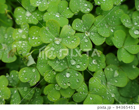 雨上がりのクローバー　Clover after the rain 94365451