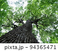 大きな木 94365471