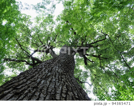 大きな木 94365471