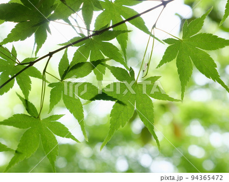 青い銀杏　green ginkgo 94365472