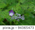 紫陽花　hydrangea 94365473