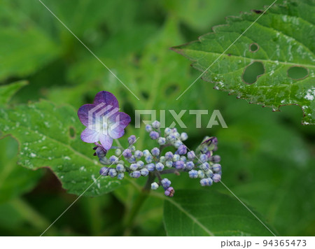 紫陽花　hydrangea 94365473