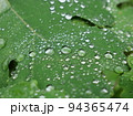 雨上がり　water droplets 94365474