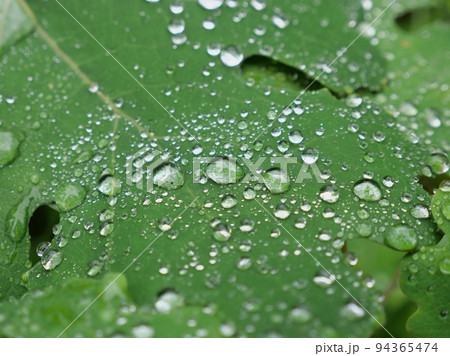 雨上がり　water droplets 94365474