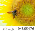 クマバチとヒマワリ　carpenter bee and sunflower 94365476