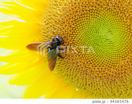 クマバチとヒマワリ　carpenter bee and sunflower 94365476
