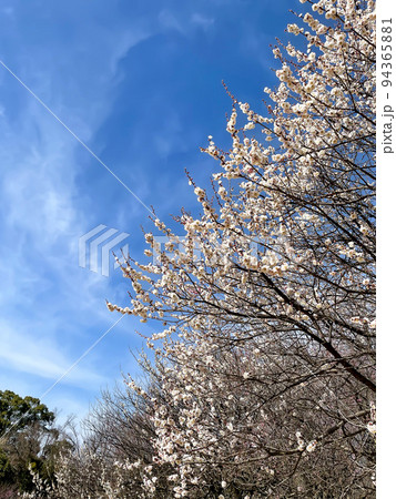 晴れの日の白梅と煙のように流れる雲 晴れの日の白梅と煙のように流れる雲 94365881